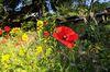 Rote Mohnblume in einem blühenden Garten