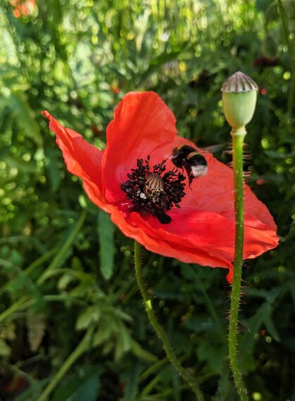 Hummel auf roter Mohnblume