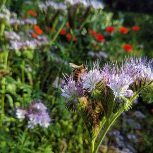Biene auf lila Phacelia-Blüte