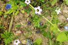 Biene auf blauer Blüte