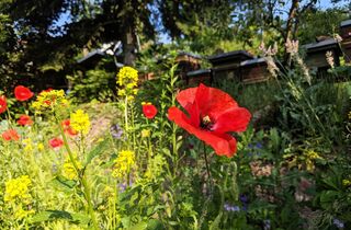 Rote Mohnblume in einem blühenden Garten