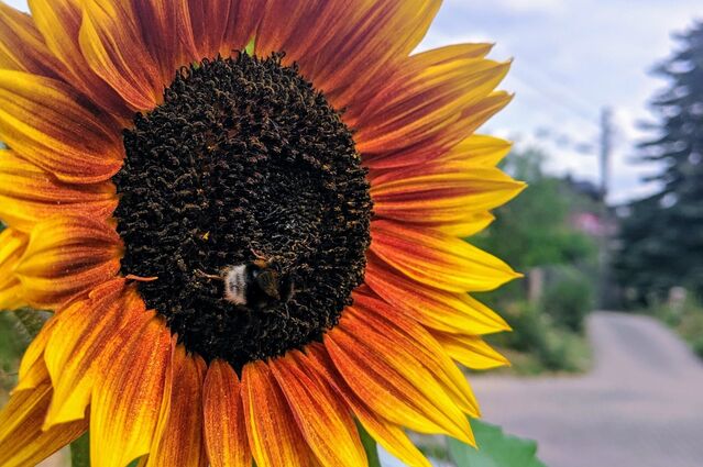 Hummel an Sonnenblume