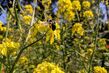 Blaue Holzbiene auf gelber Rapsblüte