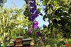 Biene fliegt zu lila Rittersporn-Blüte