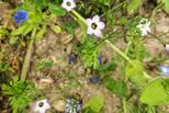 Biene auf blauer Blüte