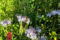 Biene auf Phacelia-Blume