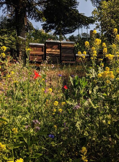 Bienenstöcke in Wildblumenwiese